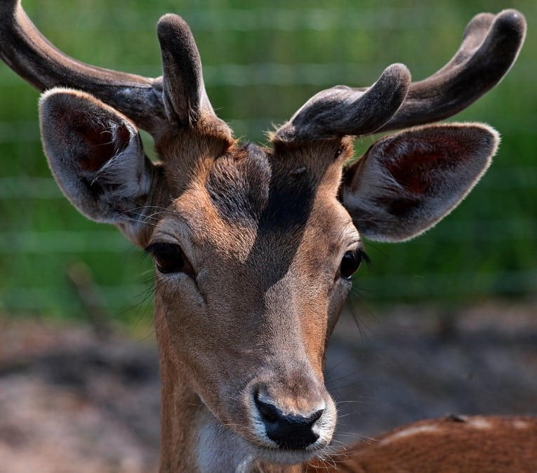 animalia-parc-ferme-pedagogique-bordeaux