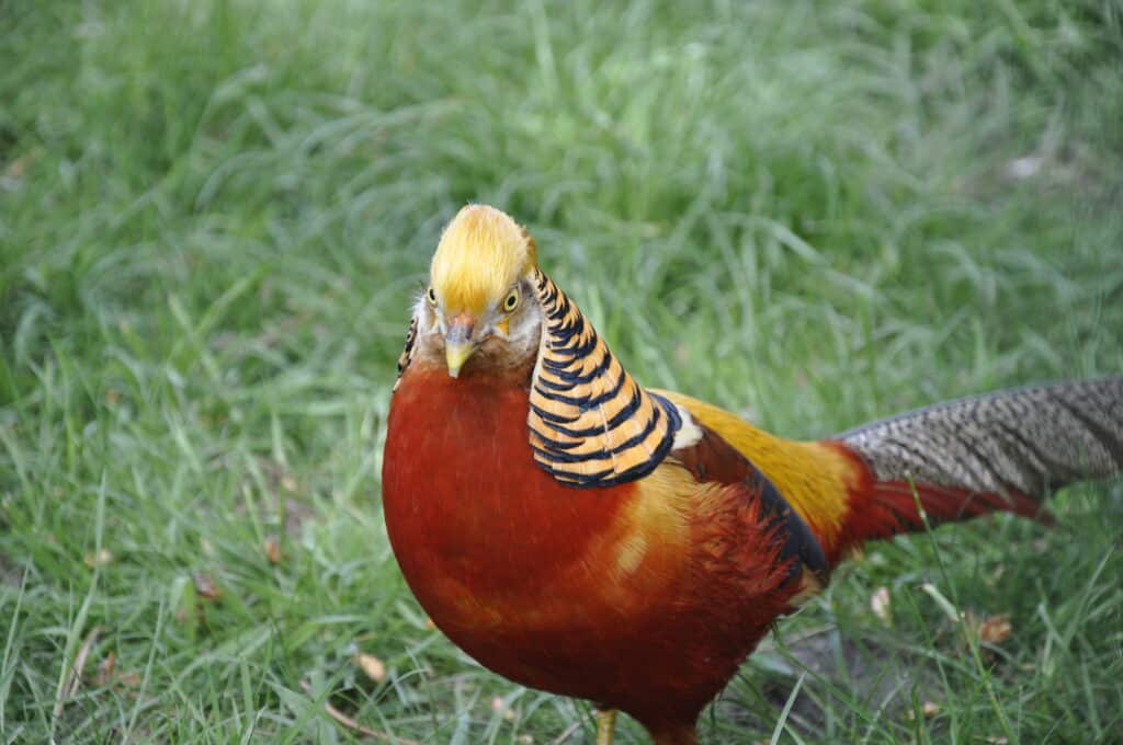 animalia-parc-visite-de-la-ferme-bordeaux
