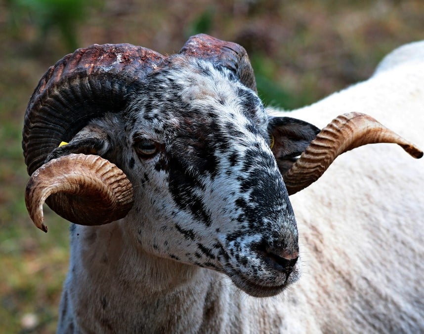 animalia-parc-visite-ferme-animaux-2