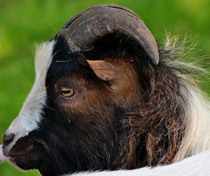 animalia-parc-visite-ferme-animaux-3