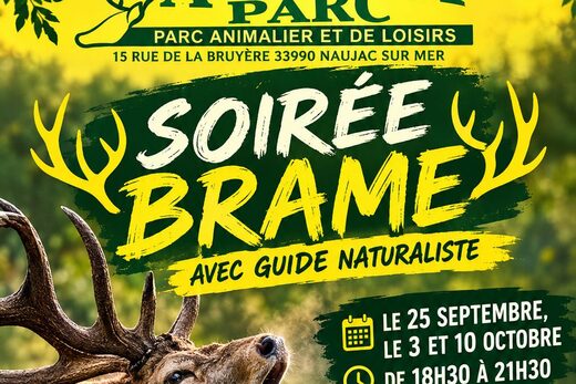Écouter le brame du cerf dans le Médoc sans le déranger
