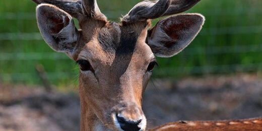 Tarifs et ouverture du parc animalier Animalia Parc